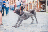 Собаки в Чехии это отдельная тема, о которой я обязательно ещё напишу. Каждая чешская семья имеет собаку, думаю Чехия это самая собаководческая страна в мире:) Даже самые большие породы дружелюбны и совсем безобидны.