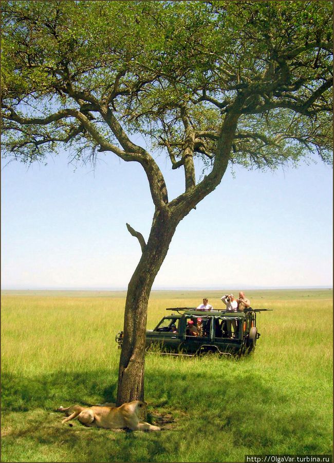Порою они сходятся в одной точке Масаи-Мара Национальный Парк, Кения
