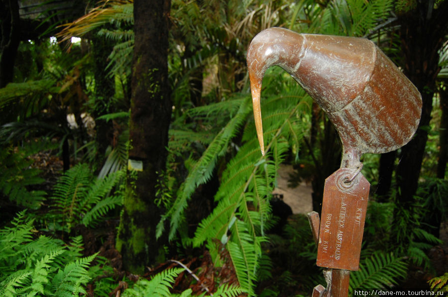 Птица киви Окленд, Новая Зеландия