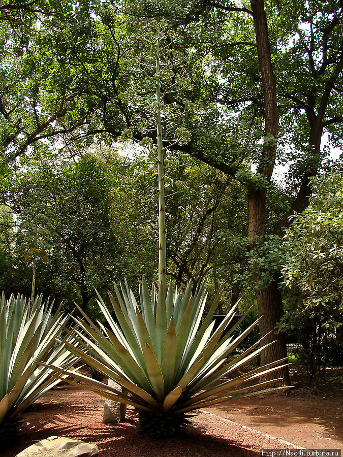 Ботанический сад Чапультепек Мехико, Мексика
