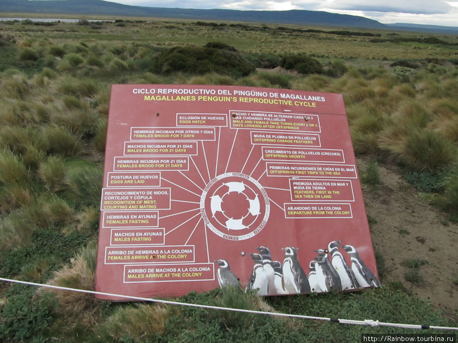 Вот как раз интересная информация о  цикле их размножения Лагуна-Отвей, Чили