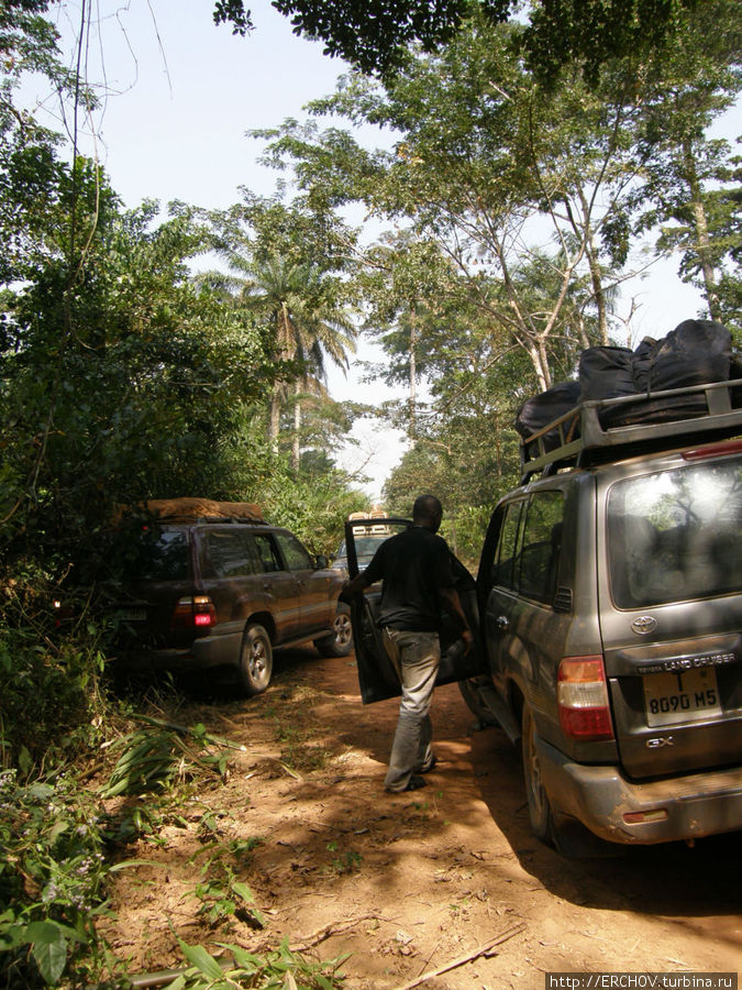 Заповедник лес Зиама. Провинция Нзерекоре, Гвинея