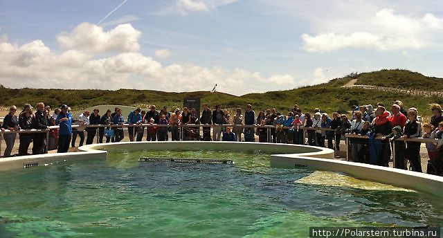 Бассейн с дельфинами Остров Тексел, Нидерланды