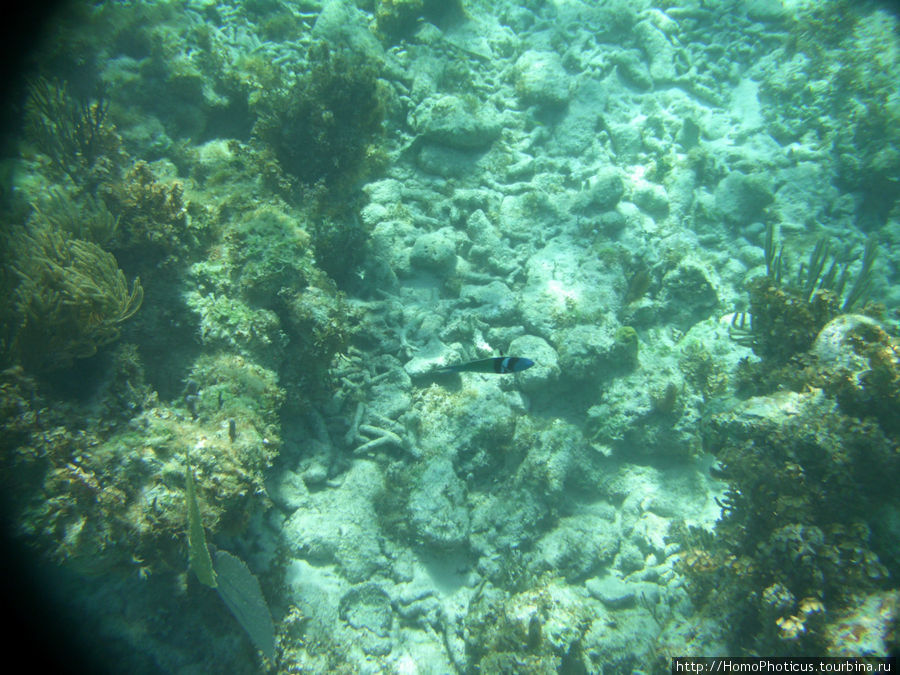 Подводный мир Карибского моря Кайо Ларго, Куба