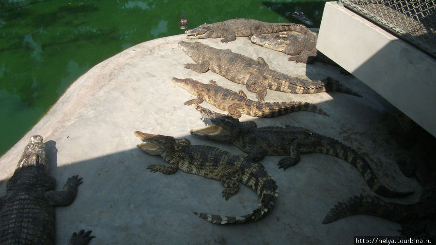 На крокодиловой ферме Паттайя, Таиланд