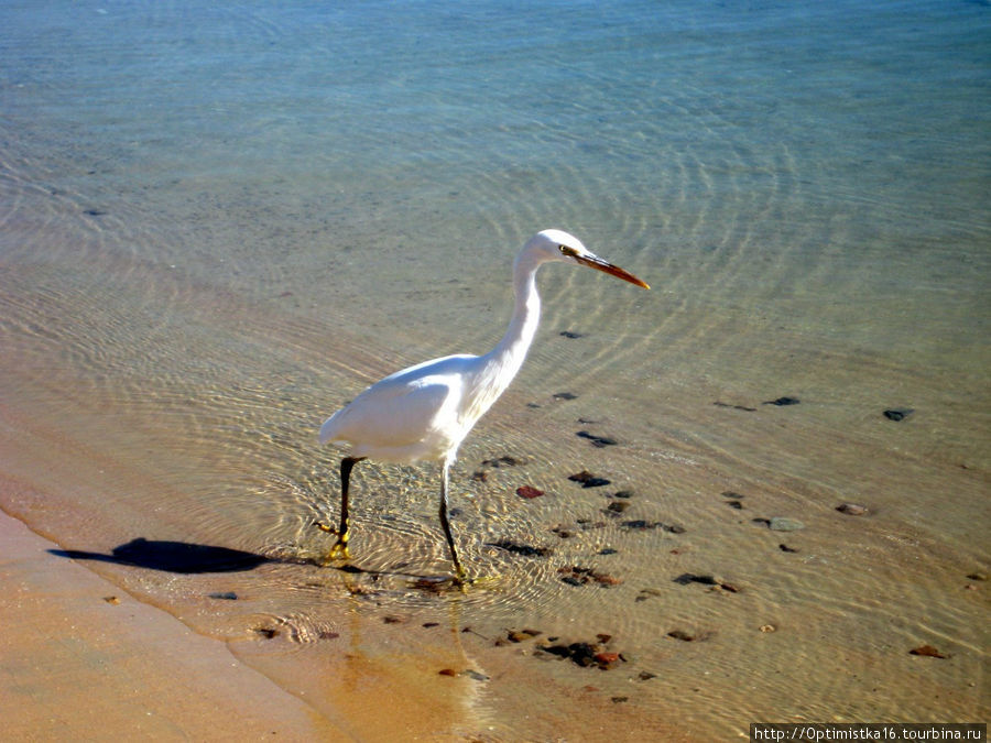 El Samaka Beach Хургада, Египет