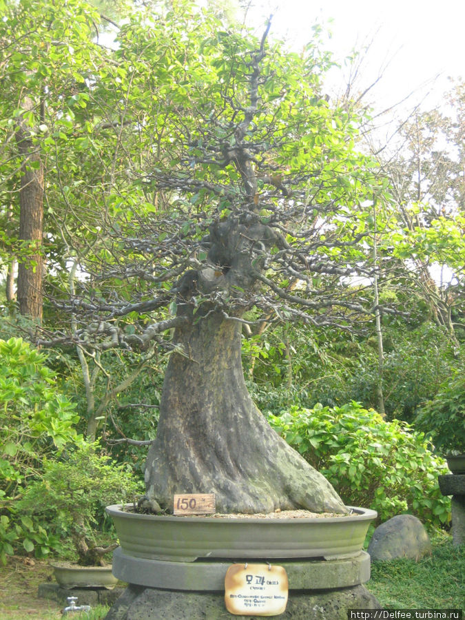 Дереву 150 лет Чеджу, Республика Корея