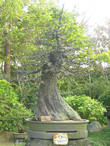 Дереву 150 лет