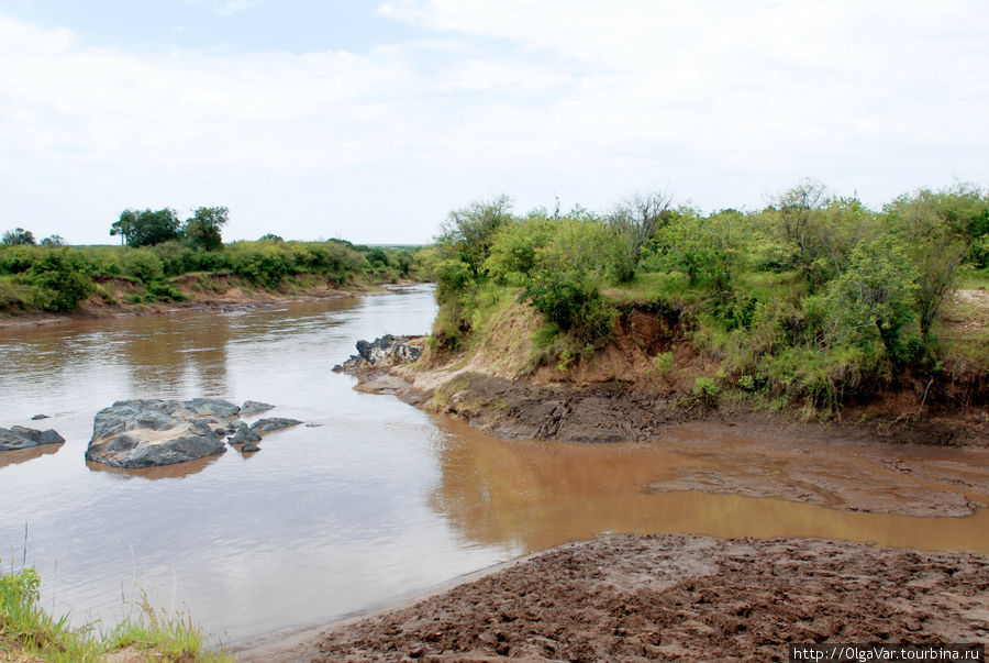 Река Мара. Вода в ней мутная и коричневатая Масаи-Мара Национальный Парк, Кения