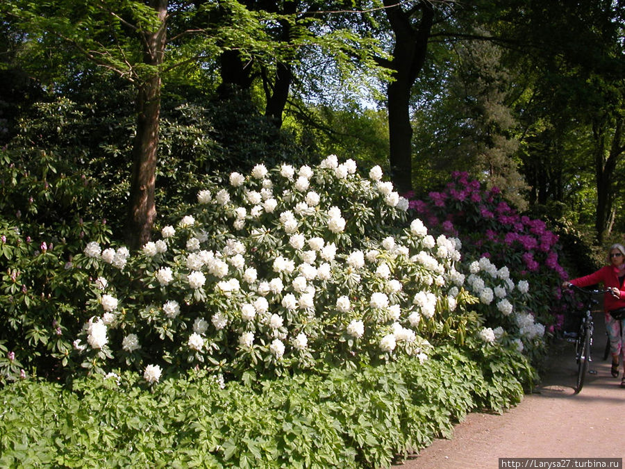 Рододендроновый парк Бремена — символ демократии Бремен, Германия