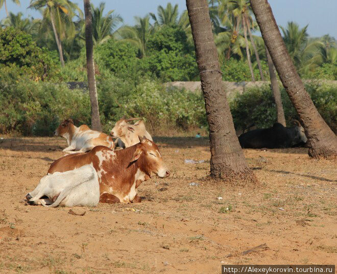 Даже коровы на Гоа расслаблены Штат Карнатака, Индия
