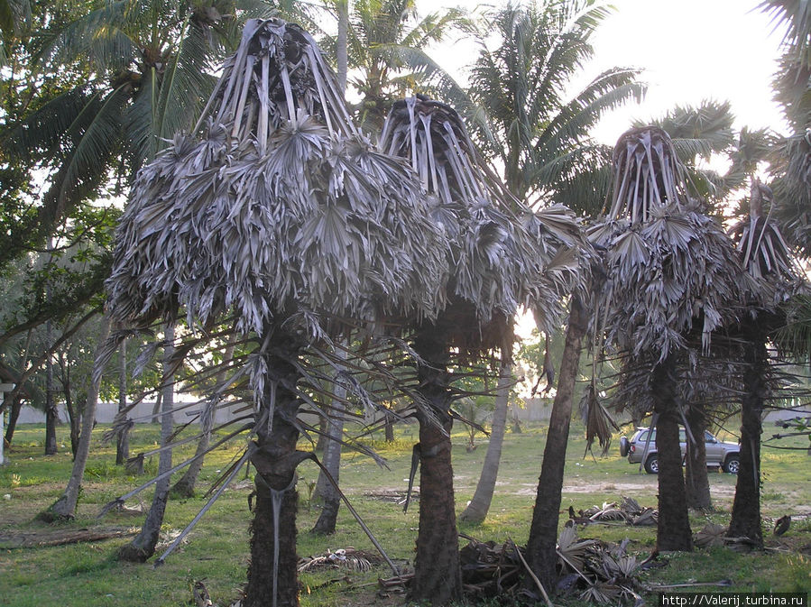 Эти пальмы пострадали во время цунами. Мы — то были на Пхукете через год после него. Пхукет, Таиланд