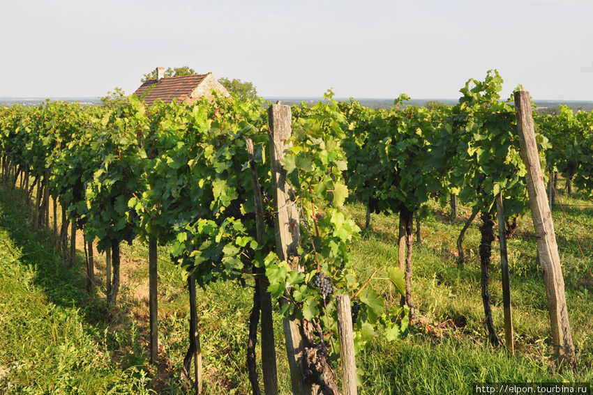 Виноград и вино Залакарош, Венгрия