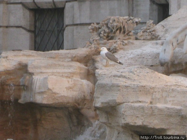 Не только людям интересен фонтан, но и чайкам Рим, Италия