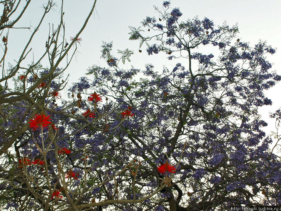 Когда цветет Жакаранда? Мехико, Мексика