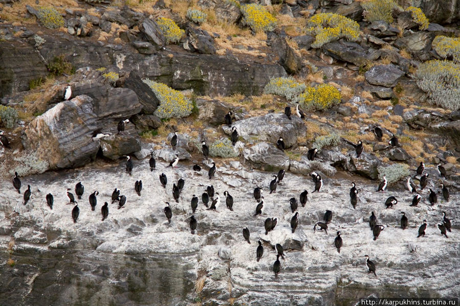 В ходе экскурсии обязательно подвезут к колонии морских птиц корморанов. Немного похожи на пингвинов, но гораздо меньше и летать умеют. А когда летят, похожи на гагару. К вниманию туристов давно приучены и воспринимают как обыденность, хотя и докучливую. Чили