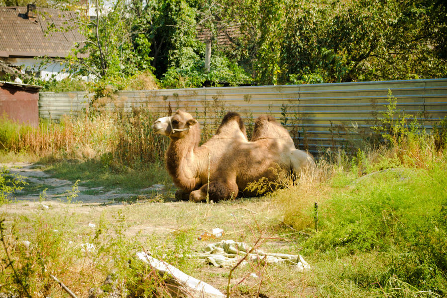 Верблюд в чьем-то дворе. Бишкек, Киргизия