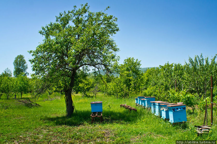 У хозяев ульи, мед будет разноцветье Ксуис, Южная Осетия