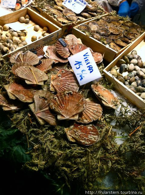 Моллюски-гребешки Барселона, Испания
