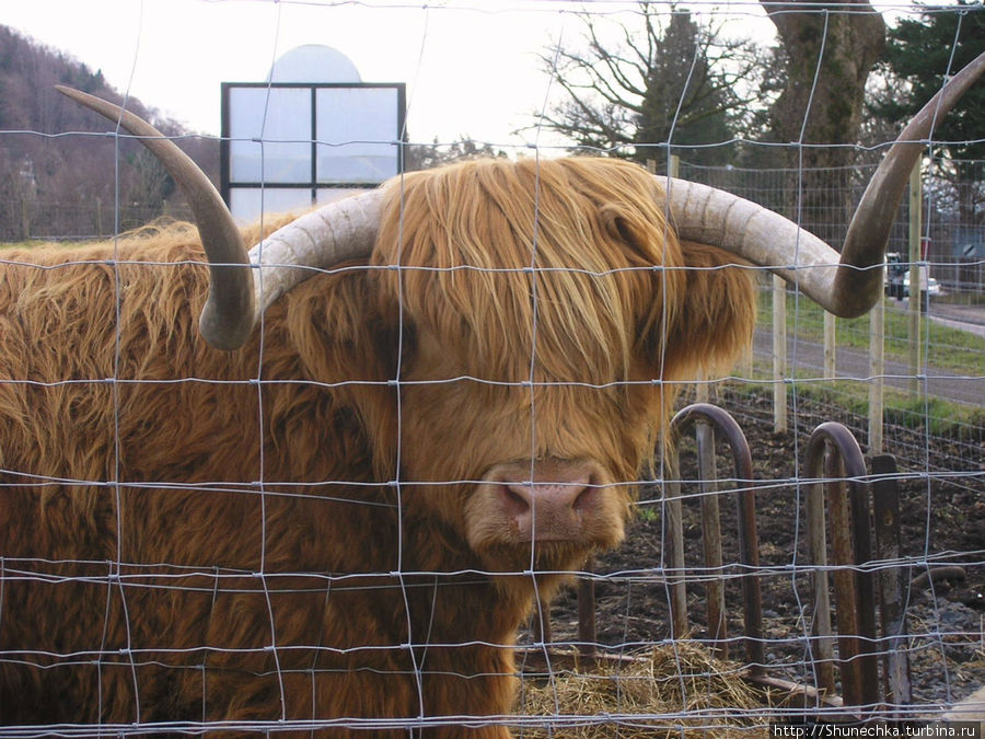 Хайлендская корова. Шотландия, Великобритания