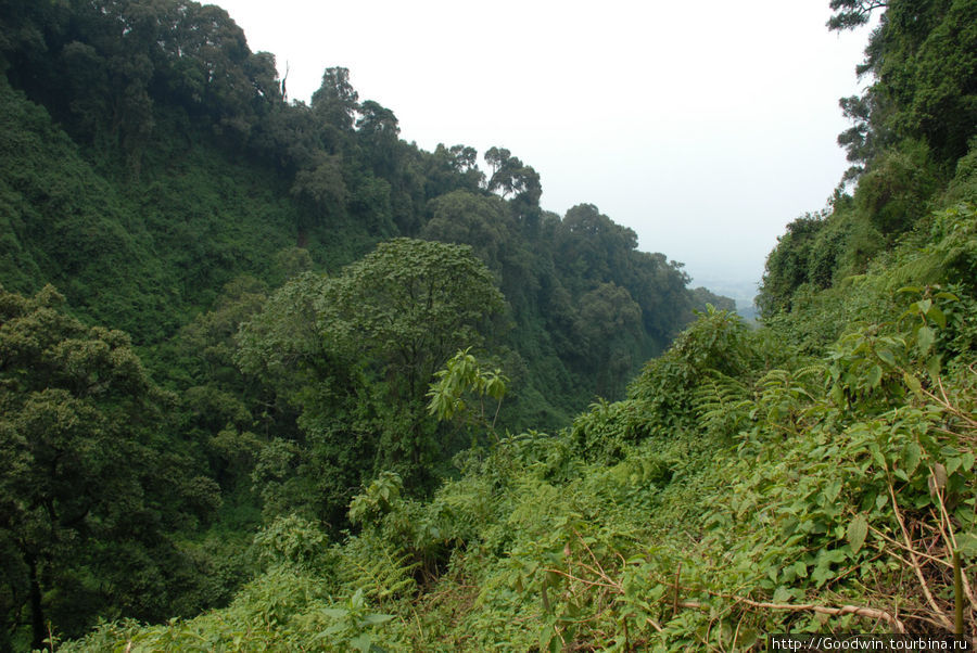 Горные долины Руанды Вулканос Национальный Парк, Руанда