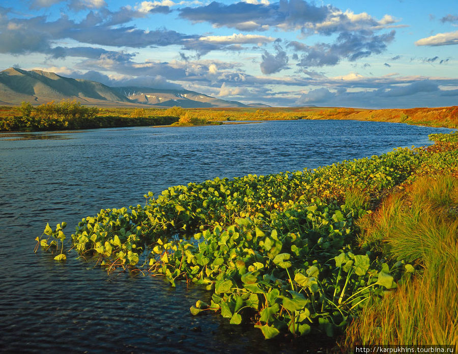 Берега Соби очень фотогенично украшены этими водными растениями. Ямало-Ненецкий автономный округ, Россия