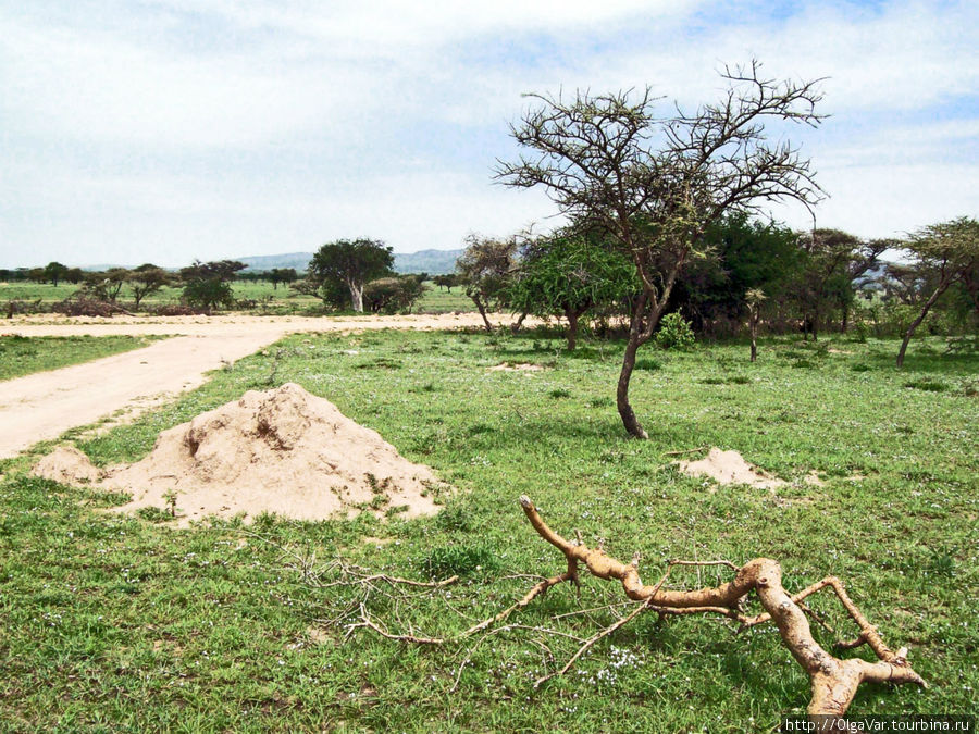 Пейзажи весьма скучноватые Масаи-Мара Национальный Парк, Кения