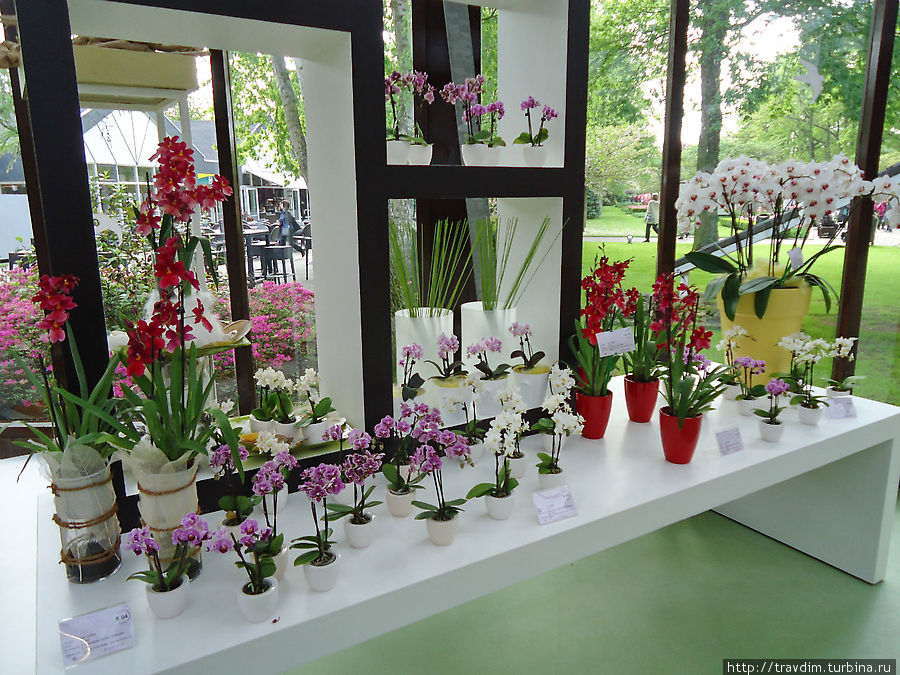 Павильон королевы Беатрикс, или царство орхидей Кёкенхоф, Нидерланды
