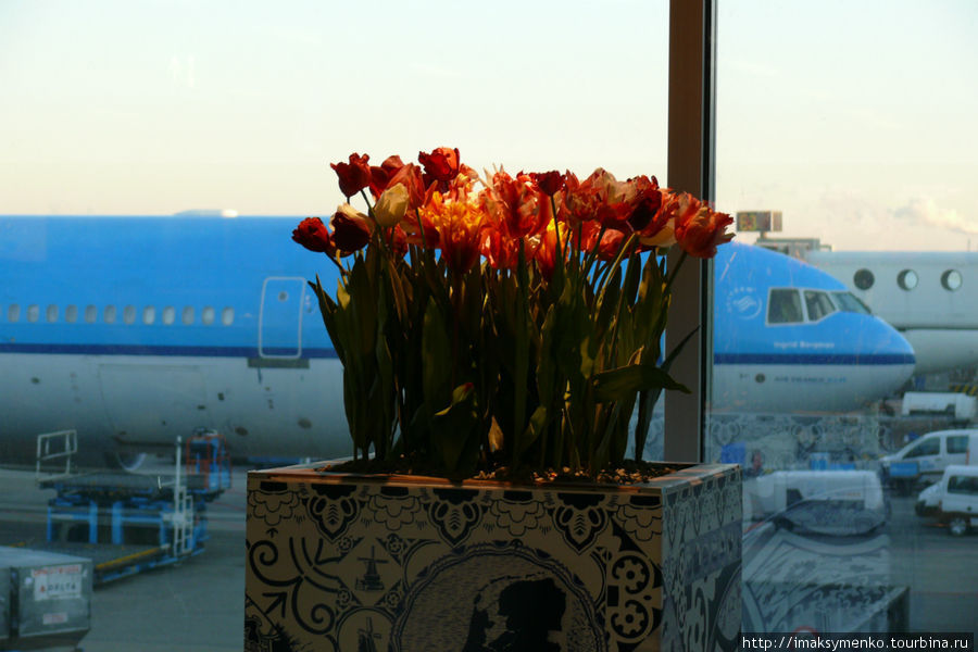Цветочки в аэропорту Schiphol. Летел в Бразилию с пересадкой в Амстердаме. Рио-де-Жанейро, Бразилия