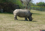 Носорог сам по себе: индифферентен и медлителен