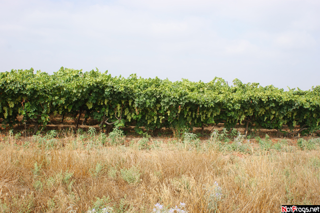 Виноградники Южный округ, Израиль