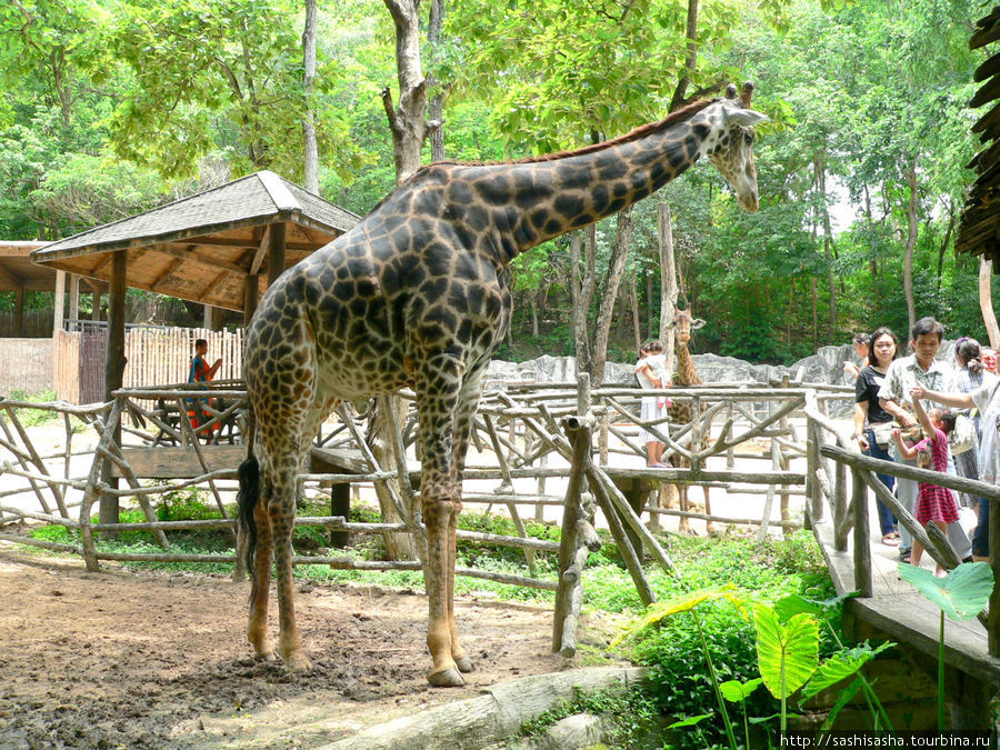 Май зоопарк. Чиангмай зоопарк. Chiang mai Zoo Таиланд. Зоопарк Чианг мая.. Таиланд зоопарк Бакок.