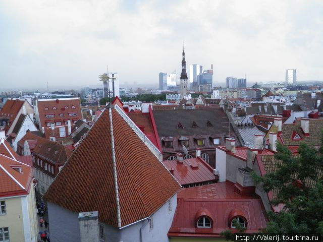 Крыши Старого Таллинна Таллин, Эстония