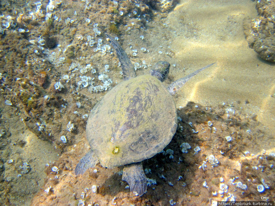 Каретта-Каретта — морская черепаха Алания, Турция
