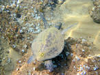Каретта-Каретта — морская черепаха