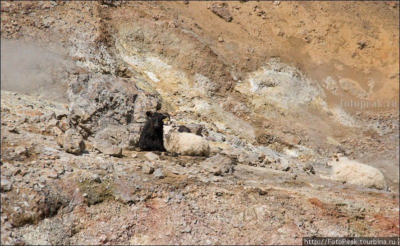 Эти бесстрашные овцы нашли себе приют на теплой глиняной земле, среди кипящих сероводородных источников. В таком теплом месте не страшны ни дождь ни ветер! Южная Исландия, Исландия