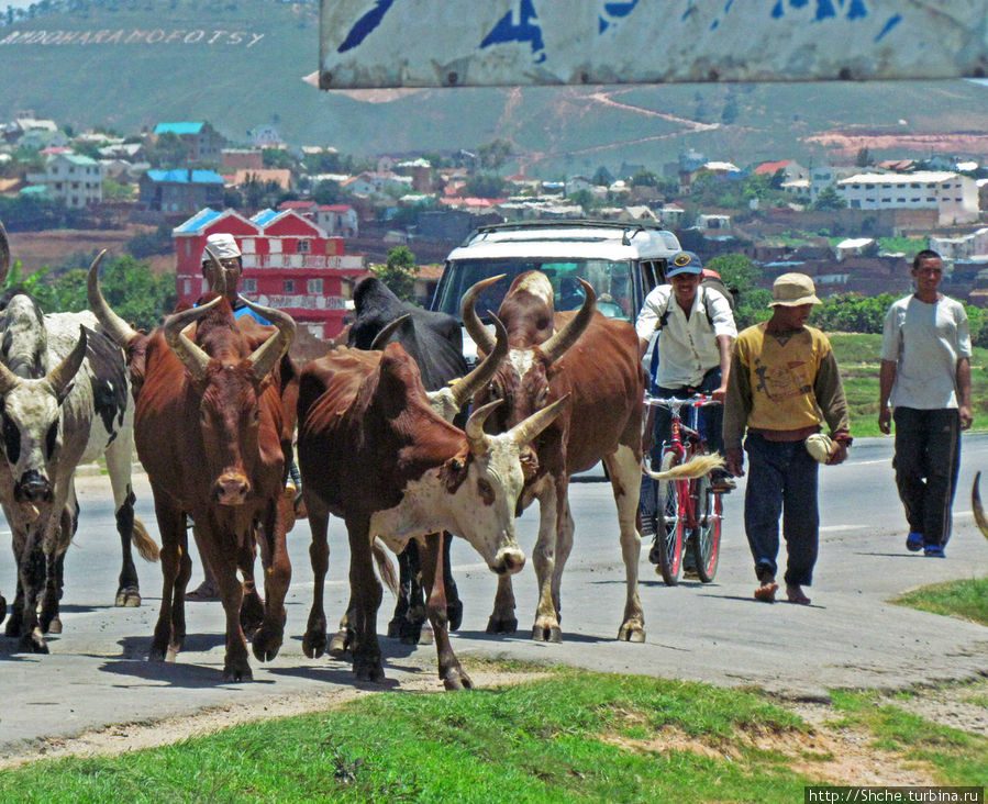 Зебу на улицах не редкая картинка Антананариву, Мадагаскар