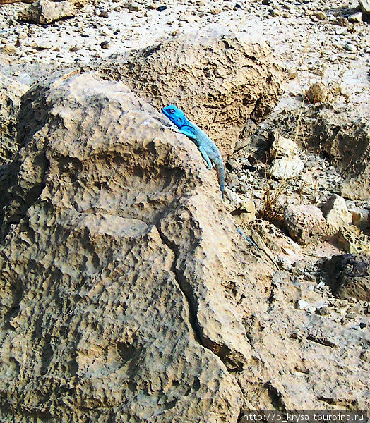 Эта ящерица была обнаружена в Кратере Рамон Израиль