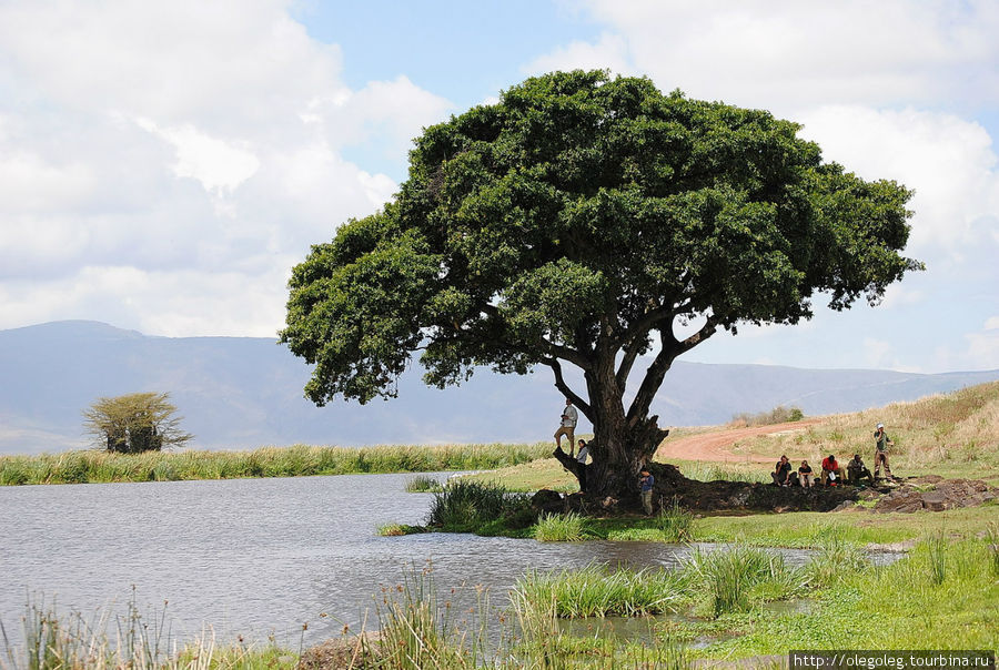 Смаковница это. Аруша Танзания. Смоковница дерево Африка. Африканская смоковница. Инжир в Африке.