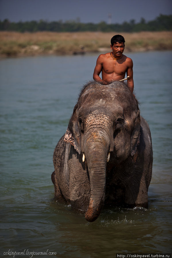 И она ложилась спать, схватив слона за крыла... Читван Национальный Парк, Непал