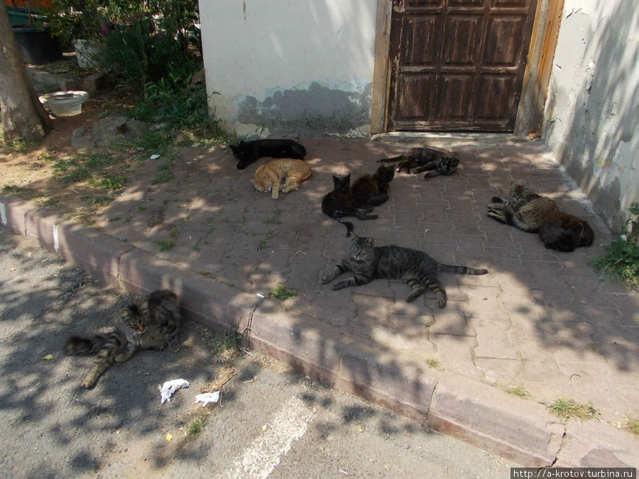 кошки тоже сонные Стамбул, Турция