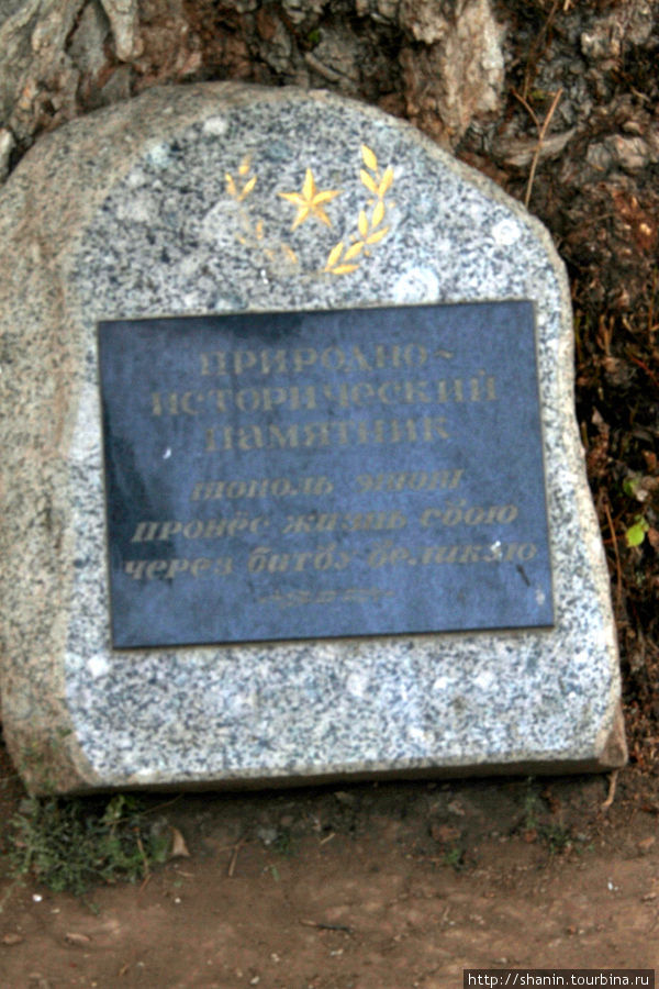 Памятный камень под тополем Волгоград, Россия