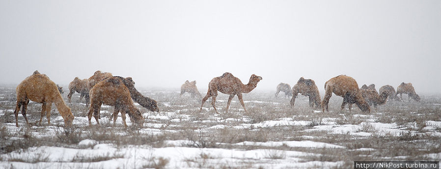 Зима в Атырау. Верблюд – один из символов прикаспийских равнин Атырауская область, Казахстан