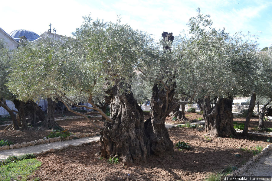 Одна из древних олив Иерусалим, Израиль