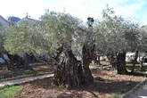 Одна из древних олив