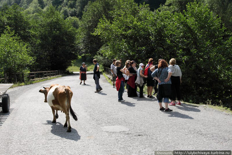 Коровы на дорогах и шоссе в регионах Грузии встречаются повсеместно. Их приходится объезжать. В Бакуриани вообще они прятались от солнца в туннеле и бедным машинам приходилось аккуратно каждую объезжать. На этой дороге еще есть асфальт. Скоро он закончится.