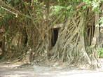 Таинственная часовня в корнях гигантского дерева Баньян.