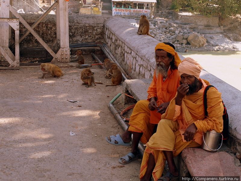 Обычная картина на улицах Ришикеша — саду на отдыхе и рядом обезьянки занимаются своими важными делами. Ришикеш, Индия