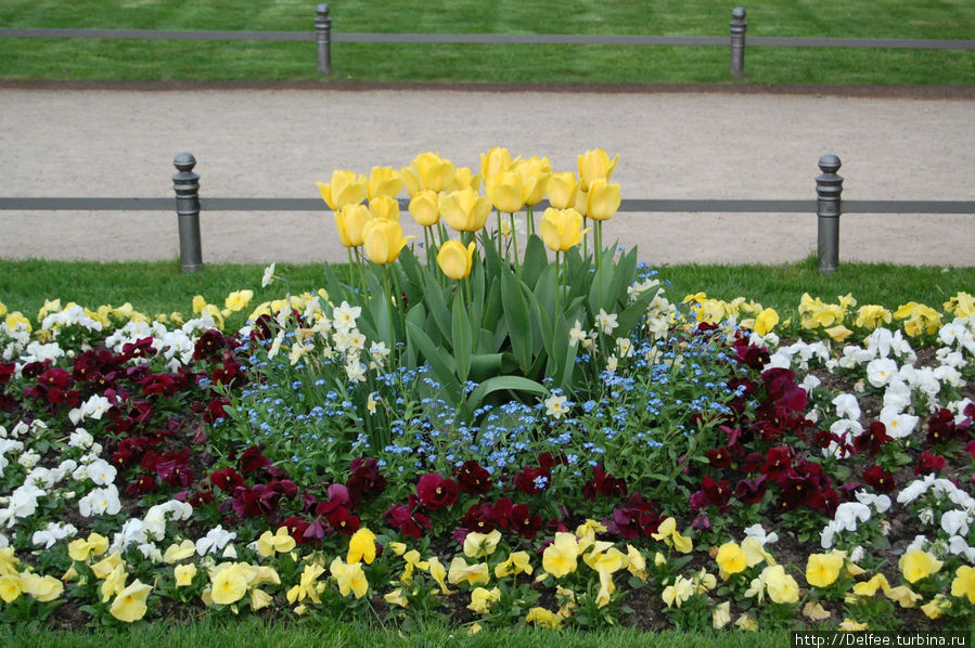 и клумб с цветами Дрезден, Германия