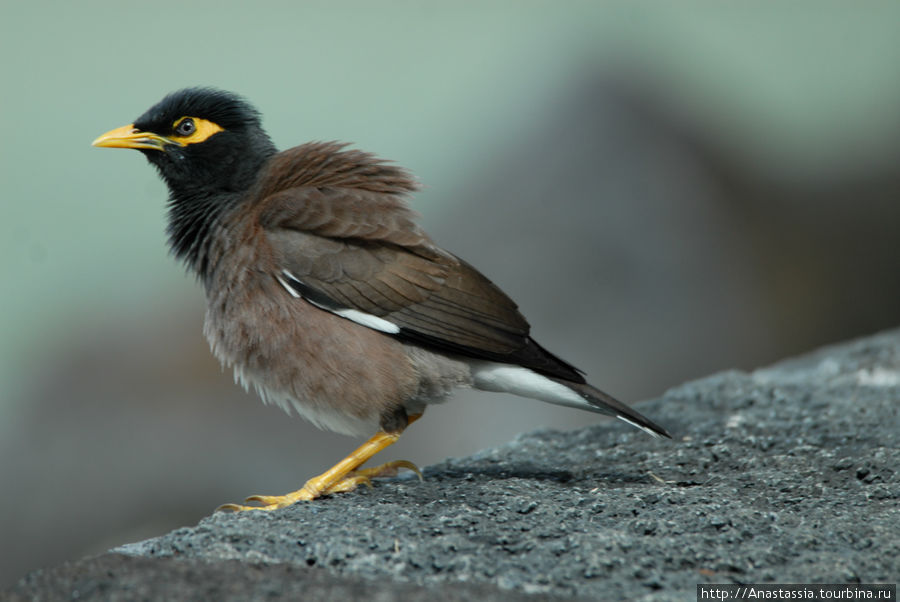 Птицы и животные Маврикия Маврикий